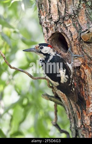 pic syrien (Picoides syriacus, Dendrocopos syriacus), mâle se trouve devant sa grotte de reproduction, en Hongrie, Kisujszallas Banque D'Images