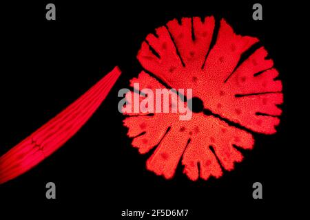 Algue verte (Micrasterias rotata), et Closterium, image fluorescente, excitation bleue, grossissement x100 par rapport au 35mm, Allemagne Banque D'Images