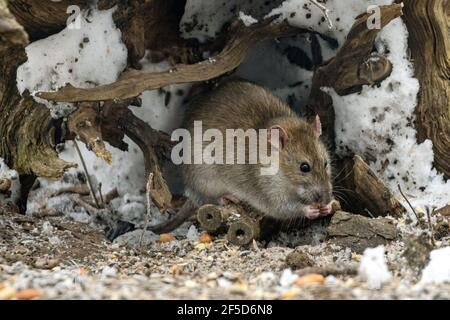 Rat brun, rat brun commun, rat norvégien, rat commun (Rattus norvegicus), alimentation dans un site d'alimentation d'oiseaux en hiver, Allemagne, Bavière Banque D'Images