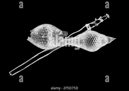 Radiolaires (Radiolaria), radiolaires fossiles de la Barbade, image microscopique de champ sombre, grossissement x80 relatif à 35 mm, Barbade Banque D'Images