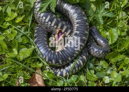 Serpent à herbe (Natrix natrix), férant la mort après attaque de chat, thanatose, Allemagne, Bavière Banque D'Images
