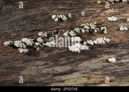 Rouille commune (commune de Schizophyllum), fructifications sur hêtre mort, Allemagne, Rhénanie-du-Nord-Westphalie, NSG Lampertstal Banque D'Images