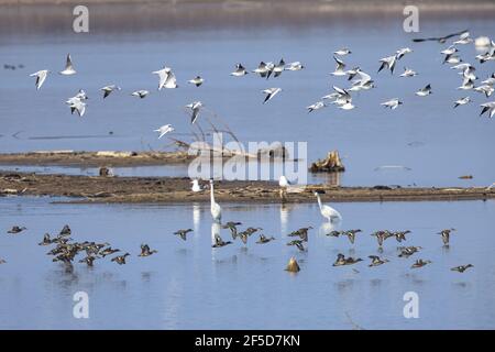 Sarcelle à ailes vertes (Anas crecca), volant avec de nombreux goélands à tête noire, Allemagne, Bavière, lac Chiemsee Banque D'Images