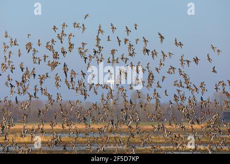 Godwit à queue noire (Limosa limosa), troupeau volant, pays-Bas, pays d'argent, Nijkerk Banque D'Images