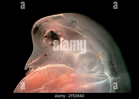 Puce commune d'eau (Daphnia pulex), tête d'une puce commune d'eau, image de microscope de champ sombre, grossissement x40 lié à 35 mm, Allemagne Banque D'Images