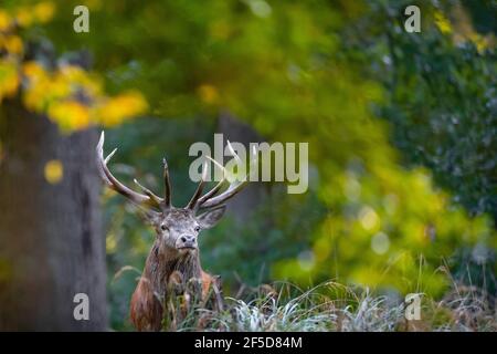 Cerf rouge (Cervus elaphus), portrait d'un cerf en forêt d'automne, Allemagne, Mecklembourg-Poméranie occidentale Banque D'Images