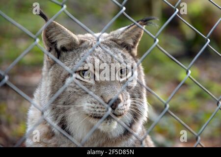Lynx eurasien (Lynx lynx), regardant à travers une clôture en treillis métallique, Allemagne Banque D'Images