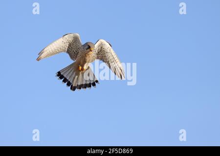 Kestrel européen, Kestrel eurasien, Kestrel ancien monde, Kestrel commun (Falco tinnunculus), homme en vol stationnaire, pays-Bas, Frison, Ferwert Banque D'Images