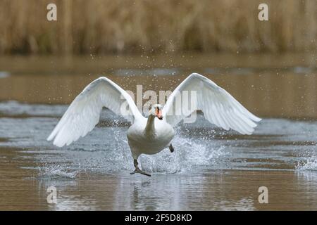 Mute Swan (Cygnus olor), s'échappant de l'attaque d'un rival, l'Allemagne, la Bavière, Woehrsee Banque D'Images