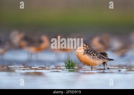 Nœud rouge (Calidris canutus), adulte dans le plumage de reproduction dormant sur un roost de wader à marée haute, Allemagne Banque D'Images