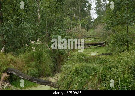 Réserve naturelle Anklamer Stadtbruch par temps pluvieux, Allemagne, Mecklembourg-Poméranie occidentale, NSG Anklamer Stadtbruch Banque D'Images