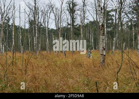 Réserve naturelle Anklamer Stadtbruch par temps pluvieux, Allemagne, Mecklembourg-Poméranie occidentale, NSG Anklamer Stadtbruch Banque D'Images