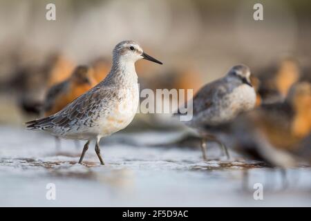 Nœud rouge (Calidris canutus), mue adulte debout dans des eaux peu profondes à une marée haute wader roost, Allemagne Banque D'Images