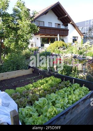 laitue de jardin (Lactuca sativa), différentes lettres dans un lit surélevé, Allemagne Banque D'Images