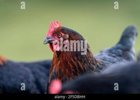 Gros plan de poules de liberté dans une petite exploitation, North Yorkshire, Royaume-Uni. Banque D'Images