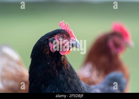 Gros plan de poules de liberté dans une petite exploitation, North Yorkshire, Royaume-Uni. Banque D'Images