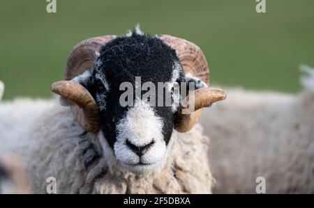 Chef de pedigree swaledale earling rams, North Yorkshire, Royaume-Uni. Banque D'Images