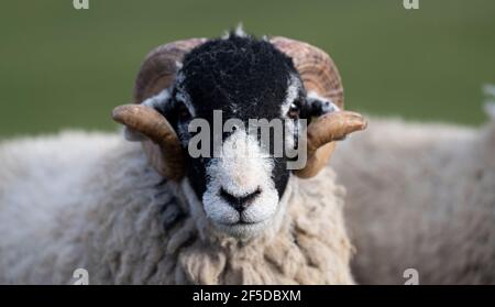 Chef de pedigree swaledale earling rams, North Yorkshire, Royaume-Uni. Banque D'Images