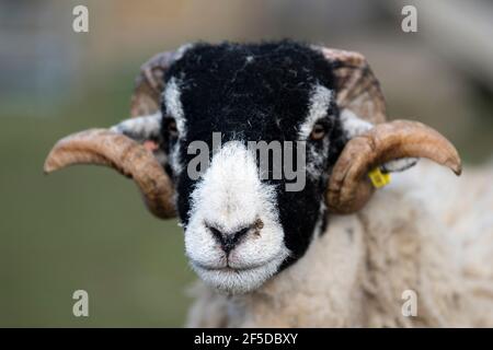 Chef de pedigree swaledale earling rams, North Yorkshire, Royaume-Uni. Banque D'Images