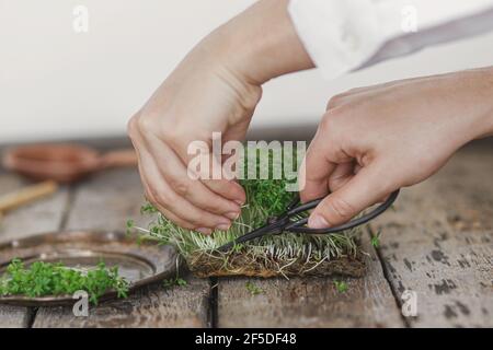 Croissance des microverts à la maison. Mains coupant des pousses de salade de cresson fraîches sur fond de bois rustique. Salade de cresson sur le tapis de lin, micro gre Banque D'Images