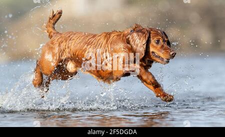 Chiens d'épagneul jouant dans une rivière, North Yorkshire, Royaume-Uni. Banque D'Images