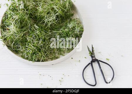 Croissance des microverts à la maison. Assiette moderne avec pousses de micro-légumes frais et ciseaux sur fond de bois blanc. Arugula, basilic, lin, cresson sp Banque D'Images