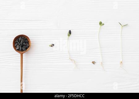 Cuillère en bois avec graines de tournesol et tournesol pousses à différents stades de croissance sur fond blanc en bois, vue du dessus. Processus de culture des plantes cy Banque D'Images