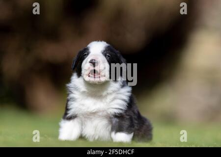 Les jeunes chiots Border collie font leurs premiers pas à l'extérieur sur une pelouse à 4 semaines. North Yorkshire, Royaume-Uni. Banque D'Images