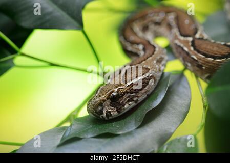 Vipère de Russell ( Daboia russelii ) sur la branche de l'arbre. Serpent venimeux vivant en Asie du Sud. Banque D'Images