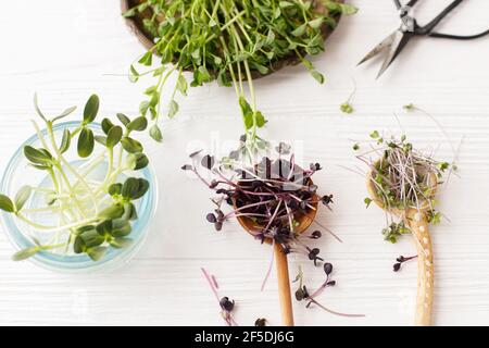 Chou rouge frais, radis rouge, tournesols, petits pois verts pousses sur des cuillères élégantes et des pots en verre, avec ciseaux sur bois blanc, vue du dessus. Croissance microgr Banque D'Images