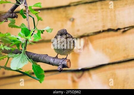 Le petit-duc européen (erithacus rubecula), juvénile ou immature, perché dans un jardin des Chilterns Hills; Henley-on-Thames, Oxfordshire, Royaume-Uni Banque D'Images