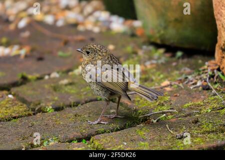 Le petit-duc européen (erithacus rubecula), juvénile ou immature, perché dans un jardin des Chilterns Hills; Henley-on-Thames, Oxfordshire, Royaume-Uni Banque D'Images