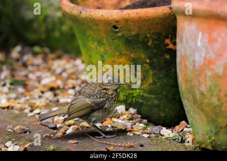 Le petit-duc européen (erithacus rubecula), juvénile ou immature, perché dans un jardin des Chilterns Hills; Henley-on-Thames, Oxfordshire, Royaume-Uni Banque D'Images