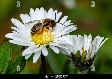 Une abeille collecte le miel sur une fleur Banque D'Images