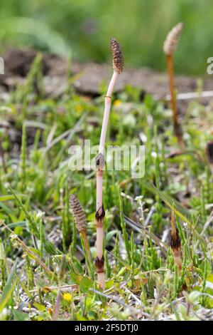 Tige fertile d'Equisetum arvense, ville d'Isehara, préfecture de Kanagawa, Japon Banque D'Images