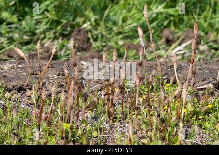 Tige fertile d'Equisetum arvense, ville d'Isehara, préfecture de Kanagawa, Japon Banque D'Images