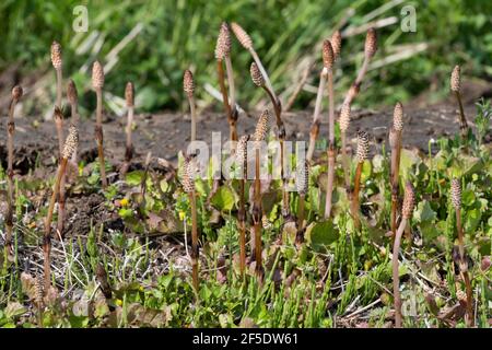 Tige fertile d'Equisetum arvense, ville d'Isehara, préfecture de Kanagawa, Japon Banque D'Images