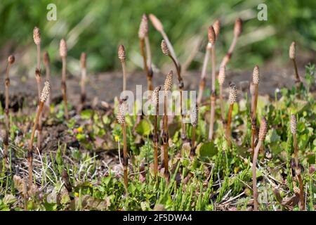 Tige fertile d'Equisetum arvense, ville d'Isehara, préfecture de Kanagawa, Japon Banque D'Images