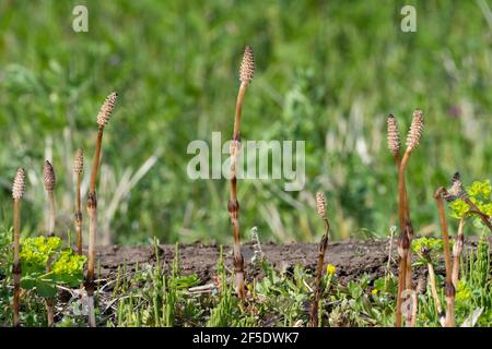 Tige fertile d'Equisetum arvense, ville d'Isehara, préfecture de Kanagawa, Japon Banque D'Images