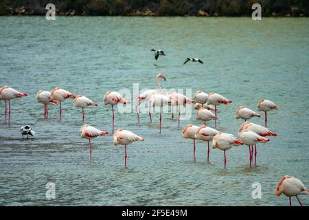 Flamants roses sur les Salinas, salines à la destination touristique populaire de Calpe, Costa Blanca, Espagne Banque D'Images