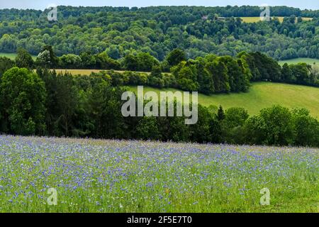 Prairie de fleurs sauvages ensemencée par le propriétaire foncier pour faciliter la récupération de l'écosystème près de Frieth au-dessus de la vallée de Hambleden; Frieth, The Chilterns, Buckinghamshire, Royaume-Uni Banque D'Images