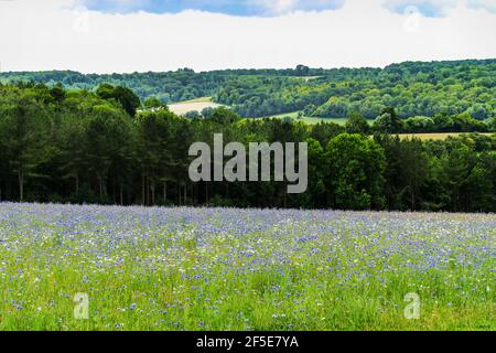 Prairie de fleurs sauvages ensemencée par le propriétaire foncier pour faciliter la récupération de l'écosystème près de Frieth au-dessus de la vallée de Hambleden; Frieth, The Chilterns, Buckinghamshire, Royaume-Uni Banque D'Images