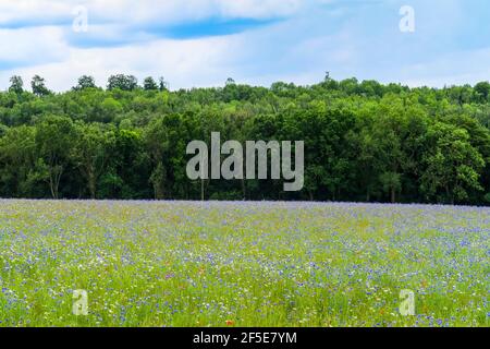 Prairie de fleurs sauvages ensemencée par le propriétaire foncier pour faciliter la récupération de l'écosystème près de Frieth au-dessus de la vallée de Hambleden; Frieth, The Chilterns, Buckinghamshire, Royaume-Uni Banque D'Images