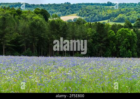 Prairie de fleurs sauvages ensemencée par le propriétaire foncier pour faciliter la récupération de l'écosystème près de Frieth au-dessus de la vallée de Hambleden; Frieth, The Chilterns, Buckinghamshire, Royaume-Uni Banque D'Images