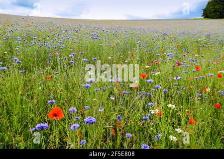 Prairie de fleurs sauvages ensemencée par le propriétaire foncier pour faciliter la récupération de l'écosystème près de Frieth au-dessus de la vallée de Hambleden; Frieth, The Chilterns, Buckinghamshire, Royaume-Uni Banque D'Images