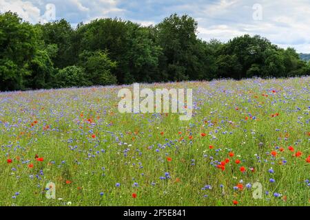 Prairie de fleurs sauvages ensemencée par le propriétaire foncier pour faciliter la récupération de l'écosystème près de Frieth au-dessus de la vallée de Hambleden; Frieth, The Chilterns, Buckinghamshire, Royaume-Uni Banque D'Images