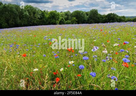 Prairie de fleurs sauvages ensemencée par le propriétaire foncier pour faciliter la récupération de l'écosystème près de Frieth au-dessus de la vallée de Hambleden; Frieth, The Chilterns, Buckinghamshire, Royaume-Uni Banque D'Images