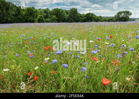 Prairie de fleurs sauvages ensemencée par le propriétaire foncier pour faciliter la récupération de l'écosystème près de Frieth au-dessus de la vallée de Hambleden; Frieth, The Chilterns, Buckinghamshire, Royaume-Uni Banque D'Images