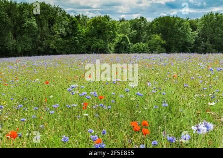 Prairie de fleurs sauvages ensemencée par le propriétaire foncier pour faciliter la récupération de l'écosystème près de Frieth au-dessus de la vallée de Hambleden; Frieth, The Chilterns, Buckinghamshire, Royaume-Uni Banque D'Images