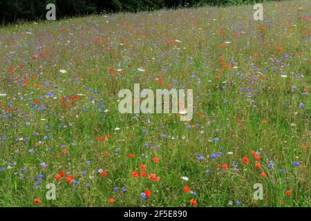 Prairie de fleurs sauvages ensemencée par le propriétaire foncier pour faciliter la récupération de l'écosystème près de Frieth au-dessus de la vallée de Hambleden; Frieth, The Chilterns, Buckinghamshire, Royaume-Uni Banque D'Images